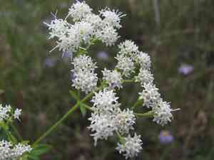 Lesser snakeroot(Ageratina aromatica)
