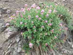 Western snakeroot(Ageratina occidentalis)