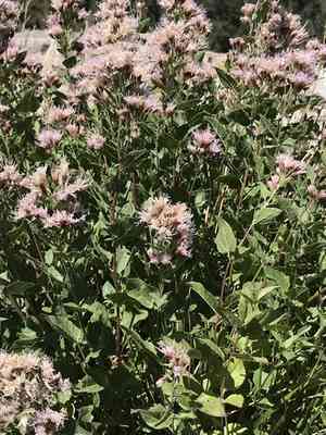 Western snakeroot(Ageratina occidentalis)