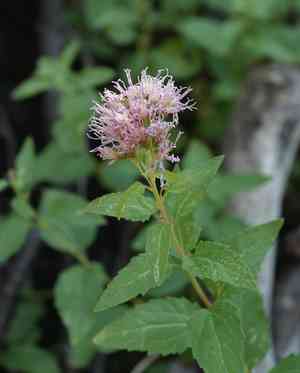 Western snakeroot(Ageratina occidentalis)