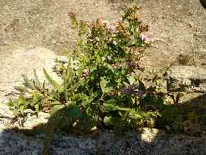 Western snakeroot(Ageratina occidentalis)