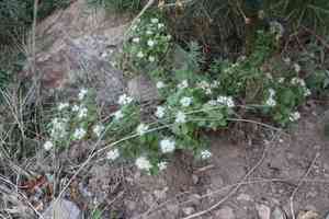 Wright's snakeroot(Ageratina wrightii)