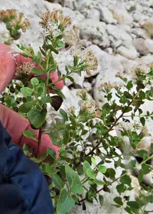 Wright's snakeroot(Ageratina wrightii)
