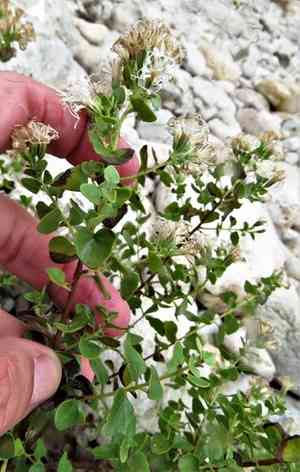 Wright's snakeroot(Ageratina wrightii)