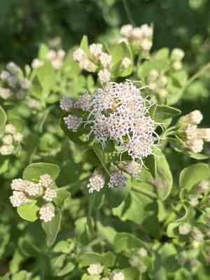 Wright's snakeroot(Ageratina wrightii)