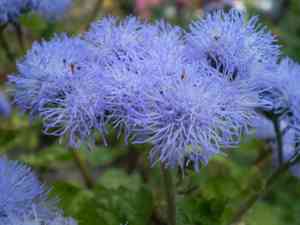 Flossflower(Ageratum houstonianum)