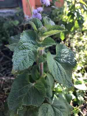 Flossflower(Ageratum houstonianum)