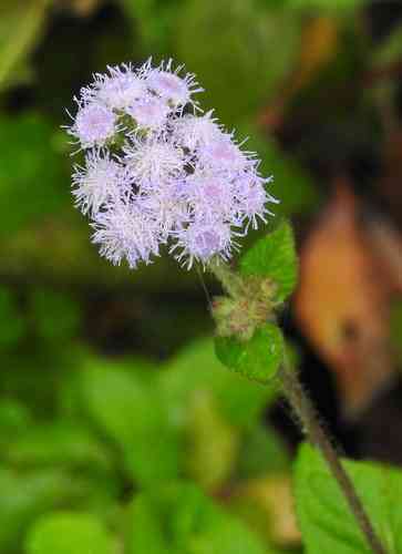 Flossflower(Ageratum houstonianum)