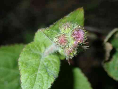Flossflower(Ageratum houstonianum)
