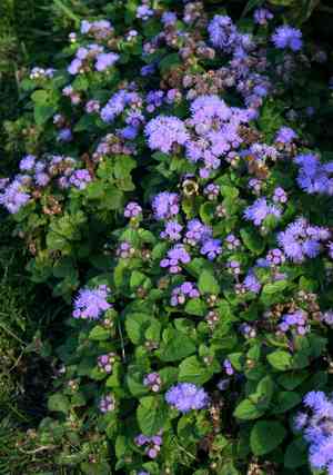 Flossflower(Ageratum houstonianum)