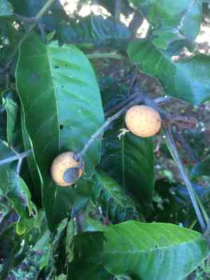 Mapunyao(Aglaia mariannensis)