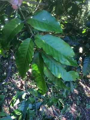 Mapunyao(Aglaia mariannensis)