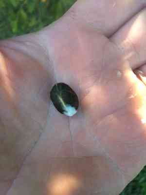 Mapunyao(Aglaia mariannensis)