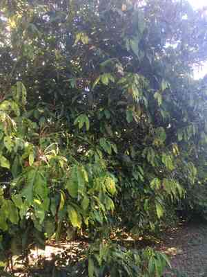 Mapunyao(Aglaia mariannensis)