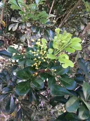 Mock lime(Aglaia odorata)