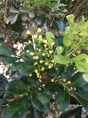 Mock lime(Aglaia odorata)