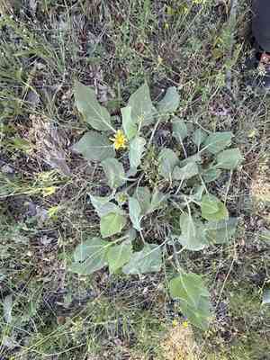 Southern mule-ears(Agnorhiza ovata)