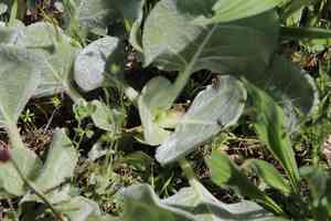 Southern mule-ears(Agnorhiza ovata)