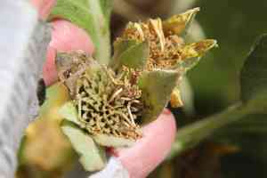 Southern mule-ears(Agnorhiza ovata)