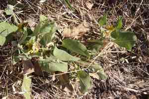 Southern mule-ears(Agnorhiza ovata)