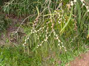 Willow myrtle(Agonis flexuosa)