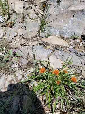 Orange agoseris(Agoseris aurantiaca)