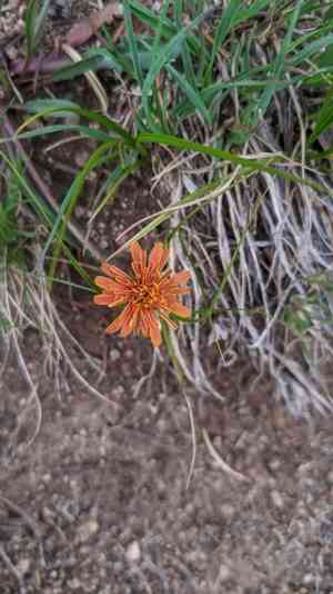 Orange agoseris(Agoseris aurantiaca)