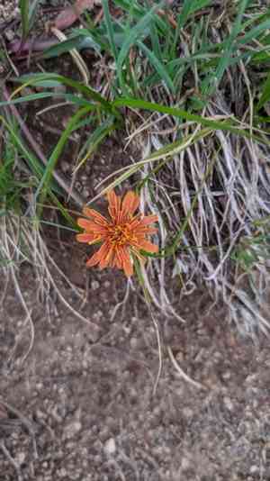 Orange agoseris(Agoseris aurantiaca)