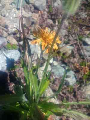 Orange agoseris(Agoseris aurantiaca)