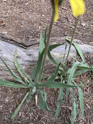 Prairie agoseris(Agoseris glauca)