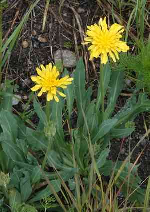 Prairie agoseris(Agoseris glauca)