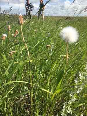 Prairie agoseris(Agoseris glauca)