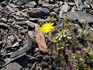 Prairie agoseris(Agoseris glauca)