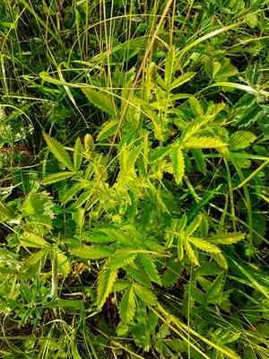 Common agrimony(Agrimonia eupatoria)