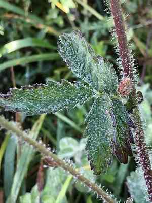 Common agrimony(Agrimonia eupatoria)