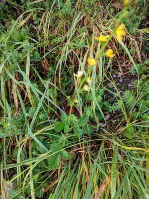 Common agrimony(Agrimonia eupatoria)