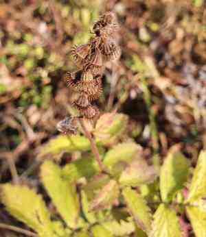 Common agrimony(Agrimonia eupatoria)