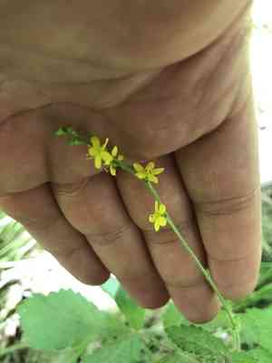 Tall Hairy Agrimony(Agrimonia gryposepala)
