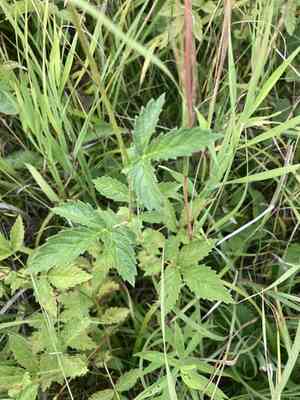 Tall Hairy Agrimony(Agrimonia gryposepala)