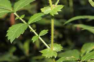 Tall Hairy Agrimony(Agrimonia gryposepala)