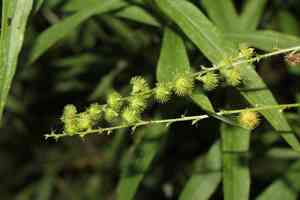 Tall Hairy Agrimony(Agrimonia gryposepala)