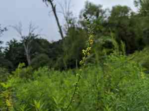 Harvestlice(Agrimonia parviflora)