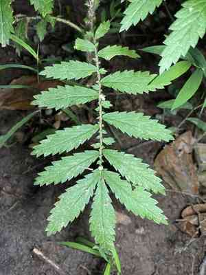 Harvestlice(Agrimonia parviflora)