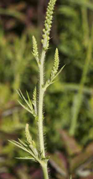 Harvestlice(Agrimonia parviflora)