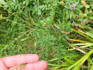 Harvestlice(Agrimonia parviflora)