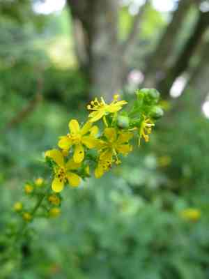 Hairy agrimony(Agrimonia pilosa)