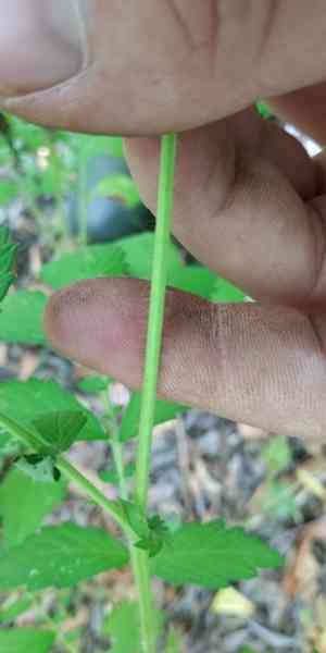 Hairy agrimony(Agrimonia pilosa)