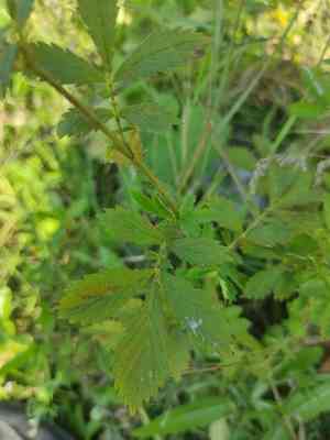 Hairy agrimony(Agrimonia pilosa)
