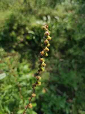 Hairy agrimony(Agrimonia pilosa)