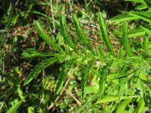 Agrimony (Agrimonia)(Agrimonia)